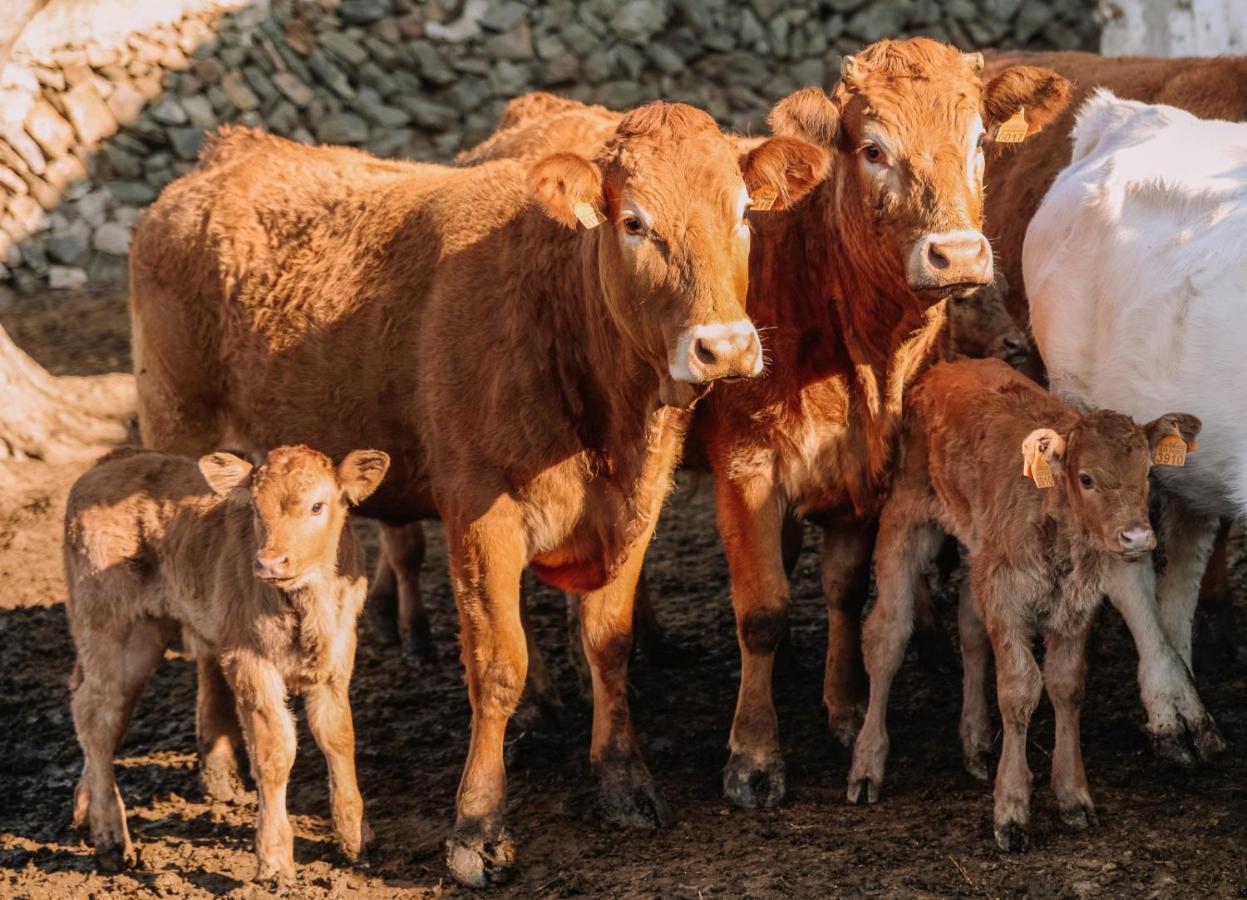 Casa Rural Bini Aumaia Es Mercadal Eksteriør bilde